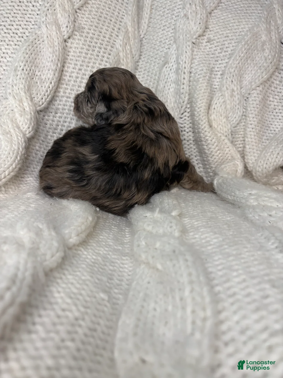 Mini Aussiedoodle dogs for sale: Mini Aussiedoodle Puppy 3 - Ad 5