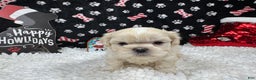 Shih Tzu dogs for sale: Shih Tzu Puppy 1 - Ad 3