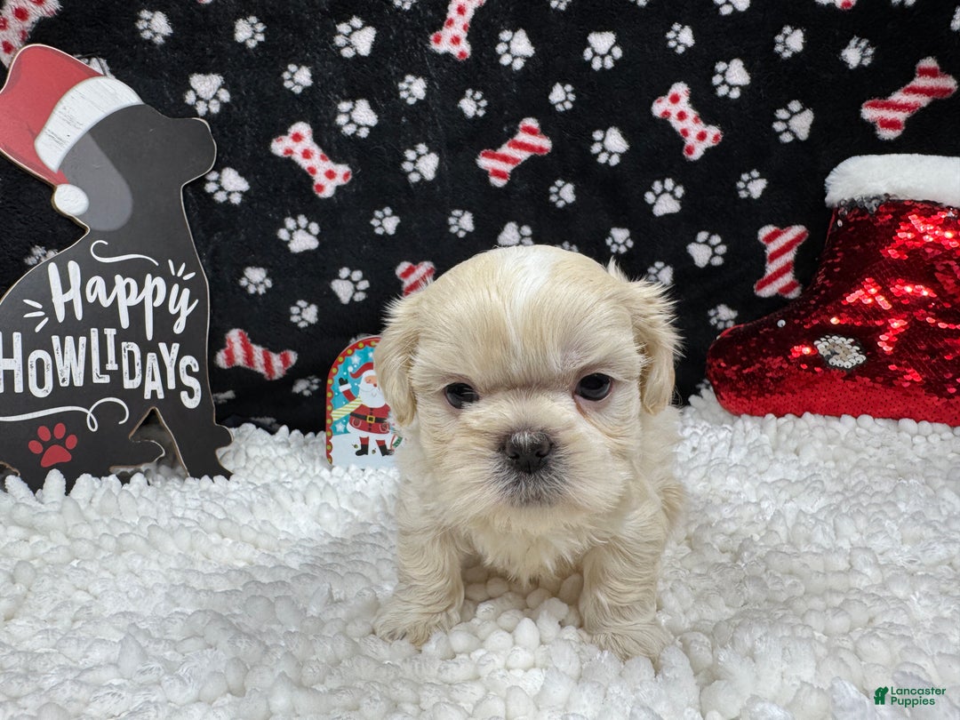 Shih Tzu dogs for sale: Shih Tzu Puppy 1 - Ad 3