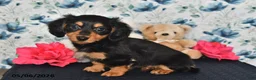 Miniature Dachshund dogs for sale: Olivia - Ad 3