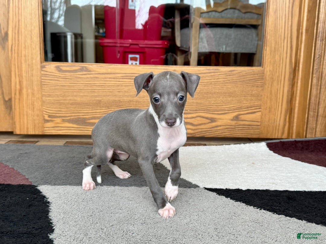 Italian Greyhound dogs for sale: Lila - Ad 7