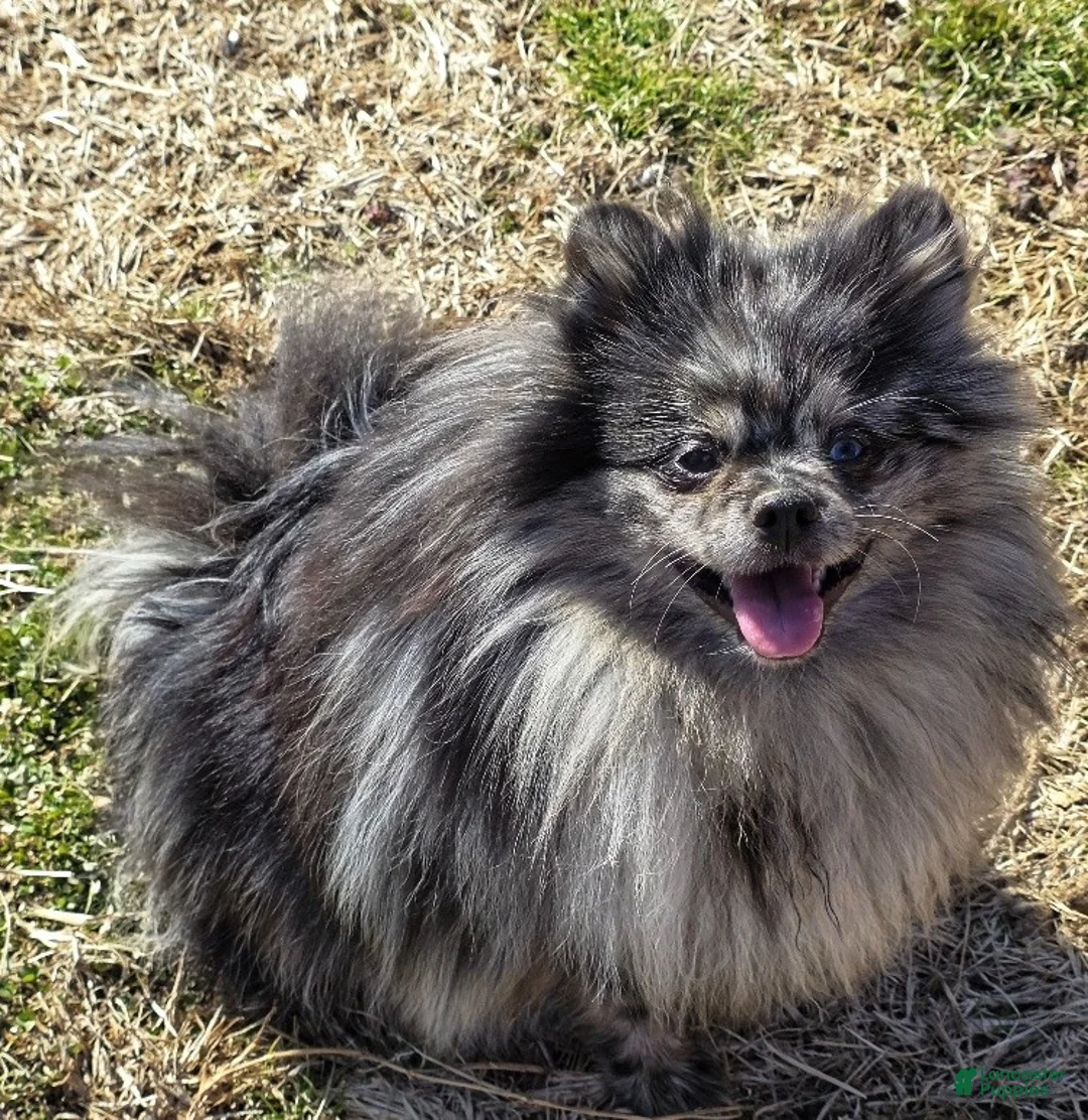 Pomeranian dogs for sale: Speckles - Dominate Black Male - One Blue Eye - Ad 6