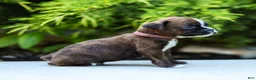 Boxer dogs for sale: Lester Boxer Puppy  - Ad 11