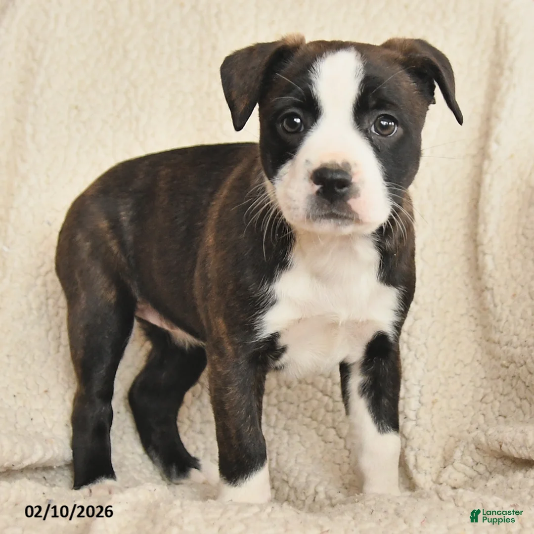 Mixed Breed dogs for sale: Maisy - Ad 2