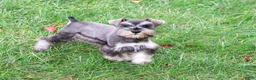 Miniature Schnauzer dogs for sale: Winter - Ad 8