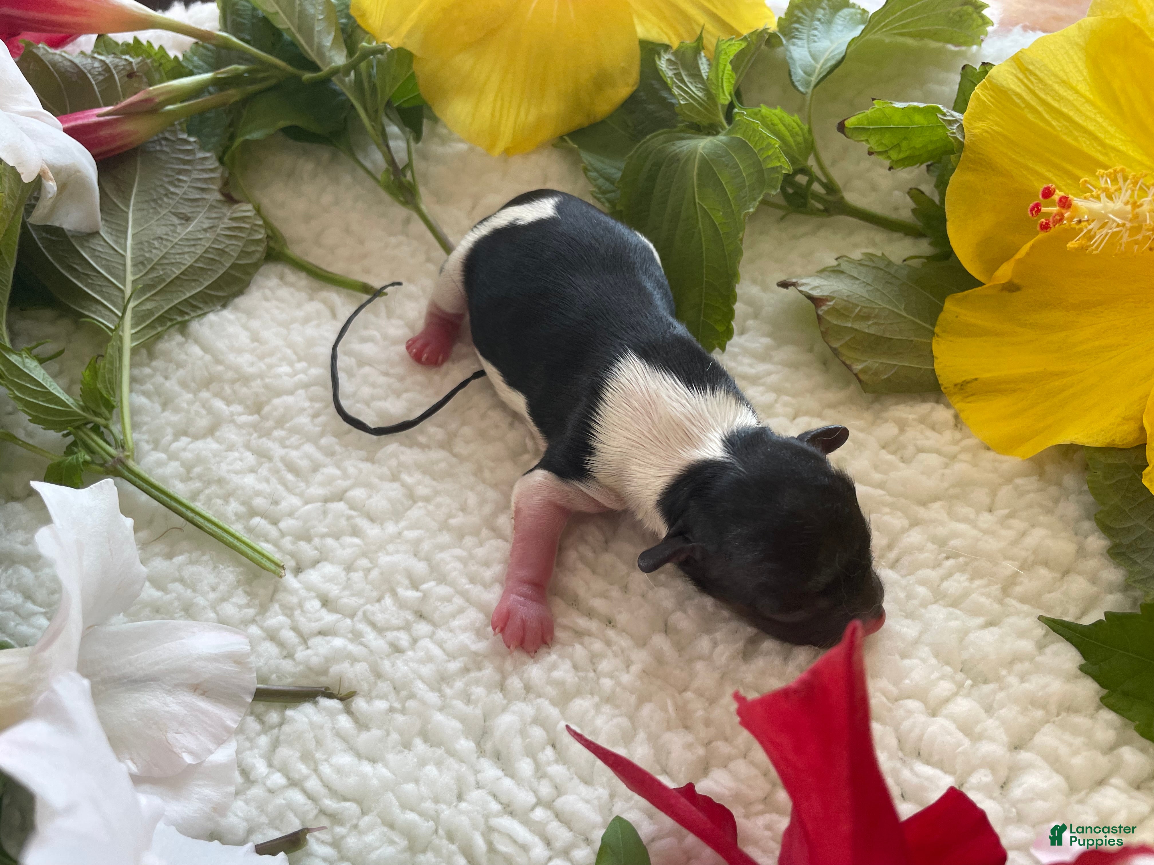 Biewer Terrier dogs Biewer Terrier 5. Lilly - Ad 2