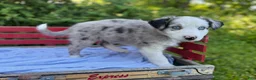 Australian Shepherd dogs for sale: Kipper - Ad 2