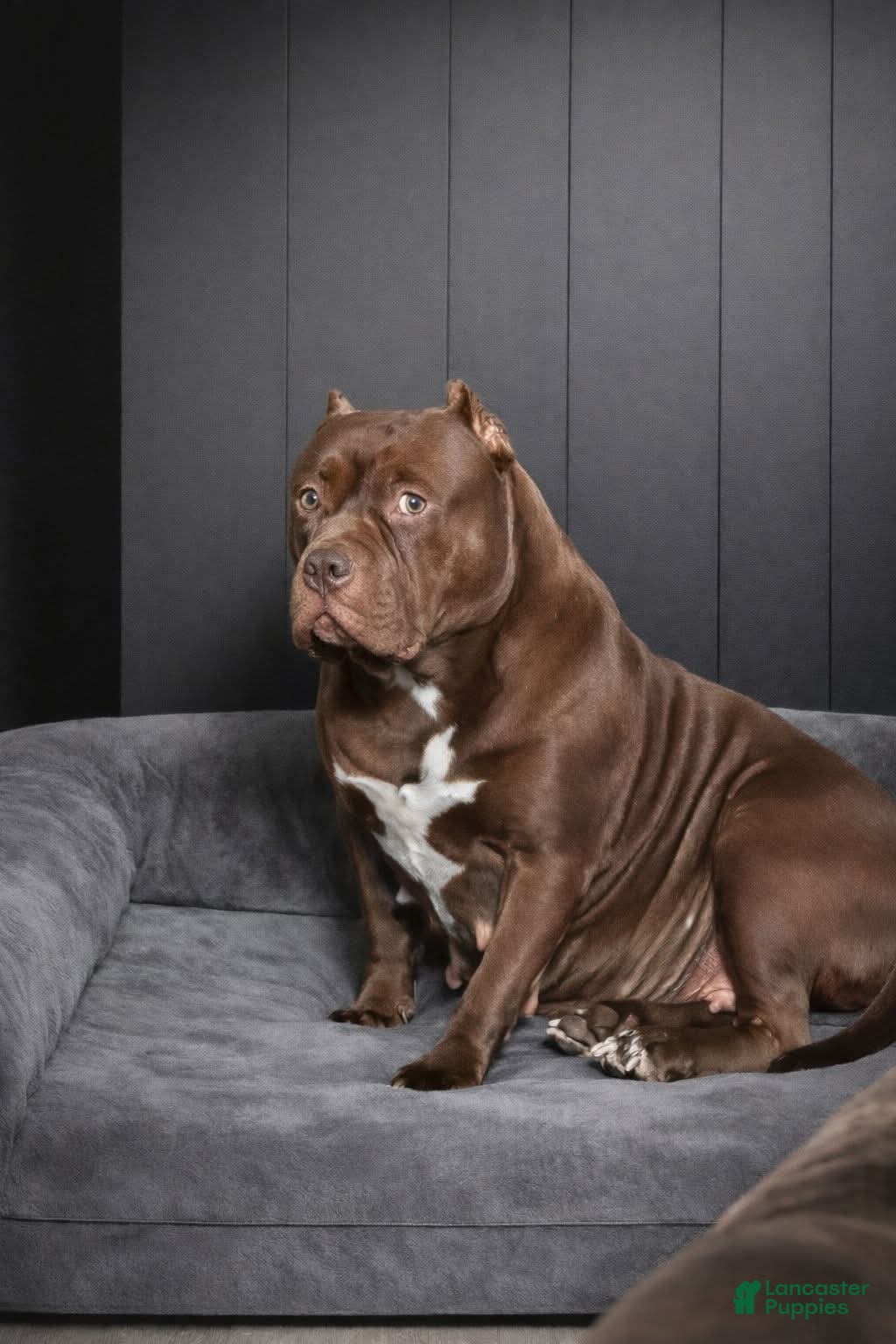American Bully dogs Lilac and White Girl - Ad 2