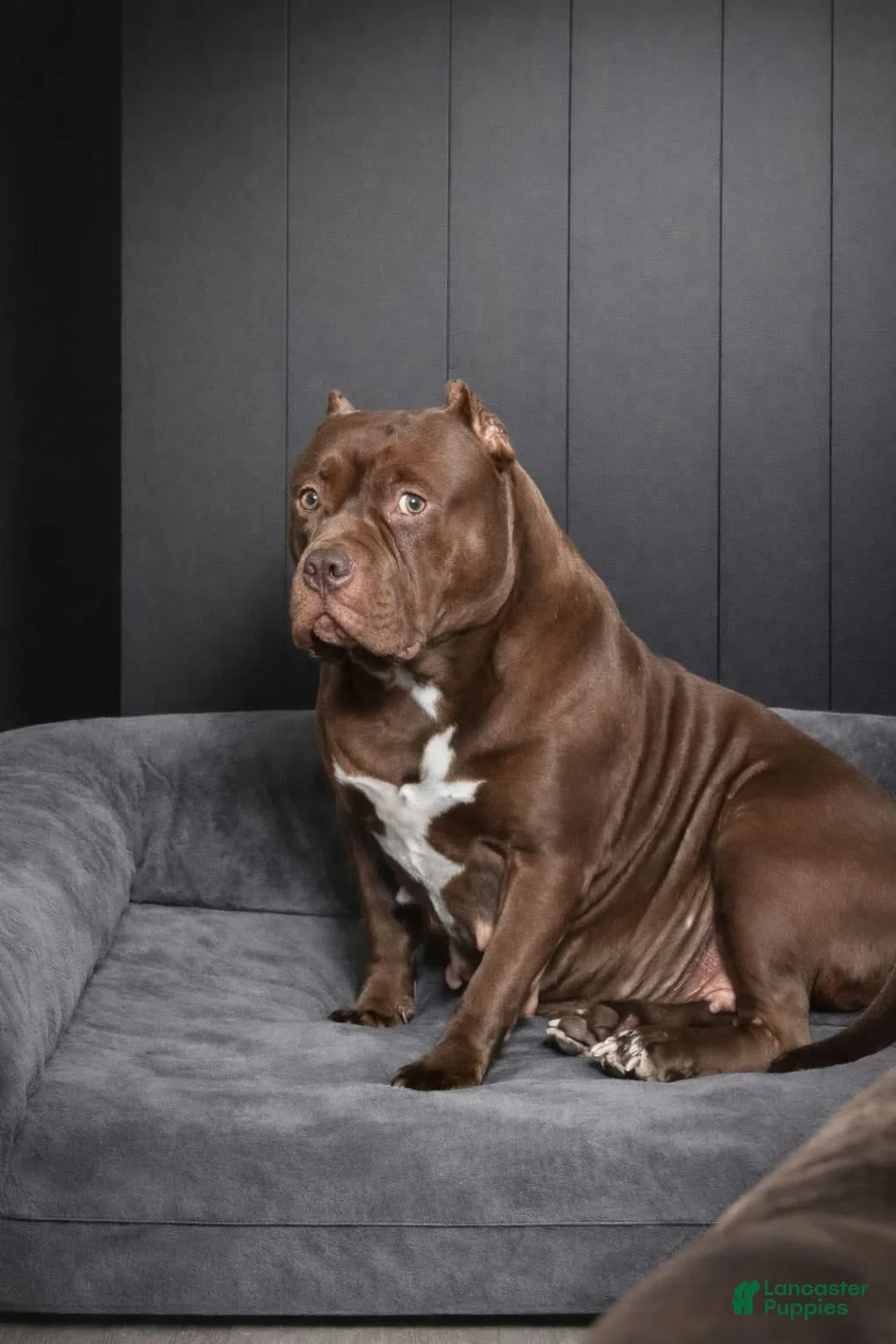 American Bully dogs for sale: Lilac and White Girl - Ad 2