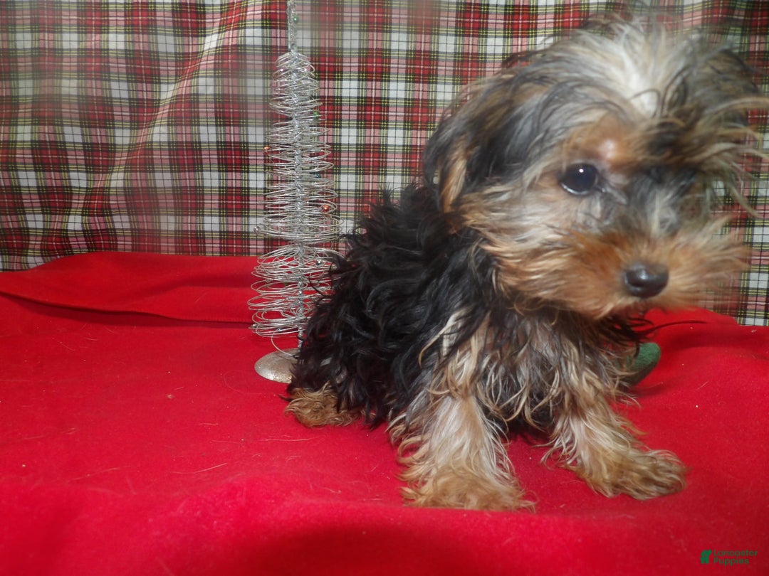 Yorkshire Terrier dogs for sale: Stacy - Ad 2