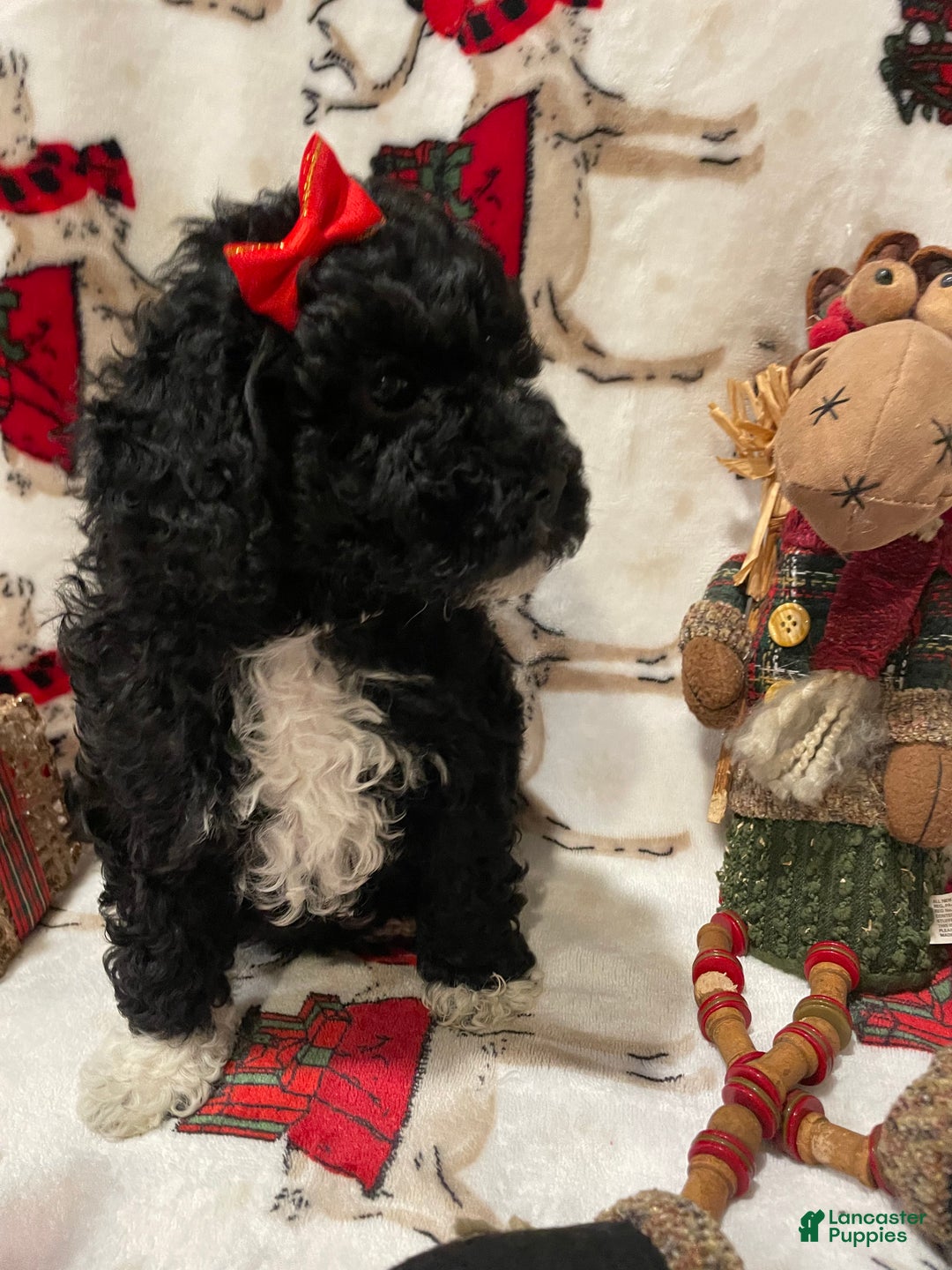 Cockapoo dogs for sale: Mitten's - Ad 2