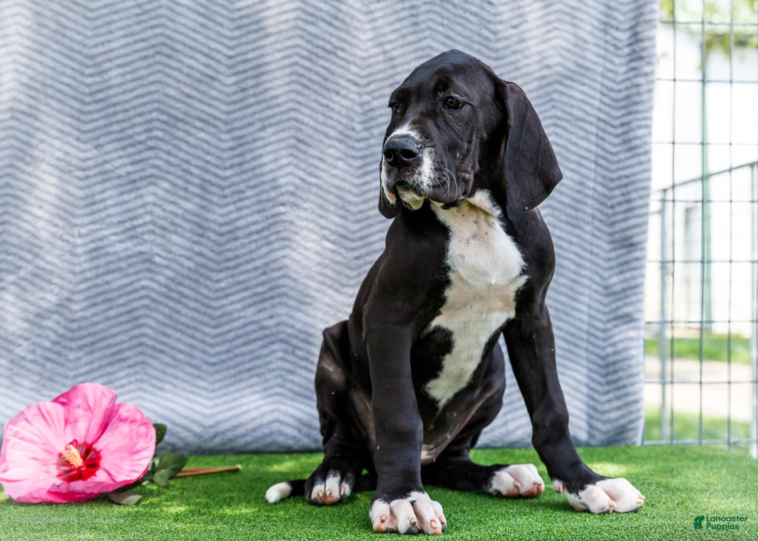 Great Dane dogs for sale: Kathy - Ad 20