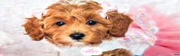 Cavapoo dogs for sale: Alice - Ad 1
