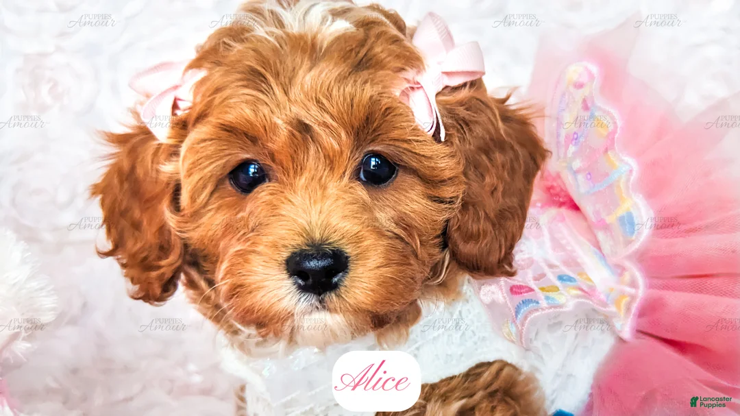 Cavapoo dogs for sale: Alice - Ad 1