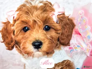 Cavapoo dogs for sale: Alice - Ad 3