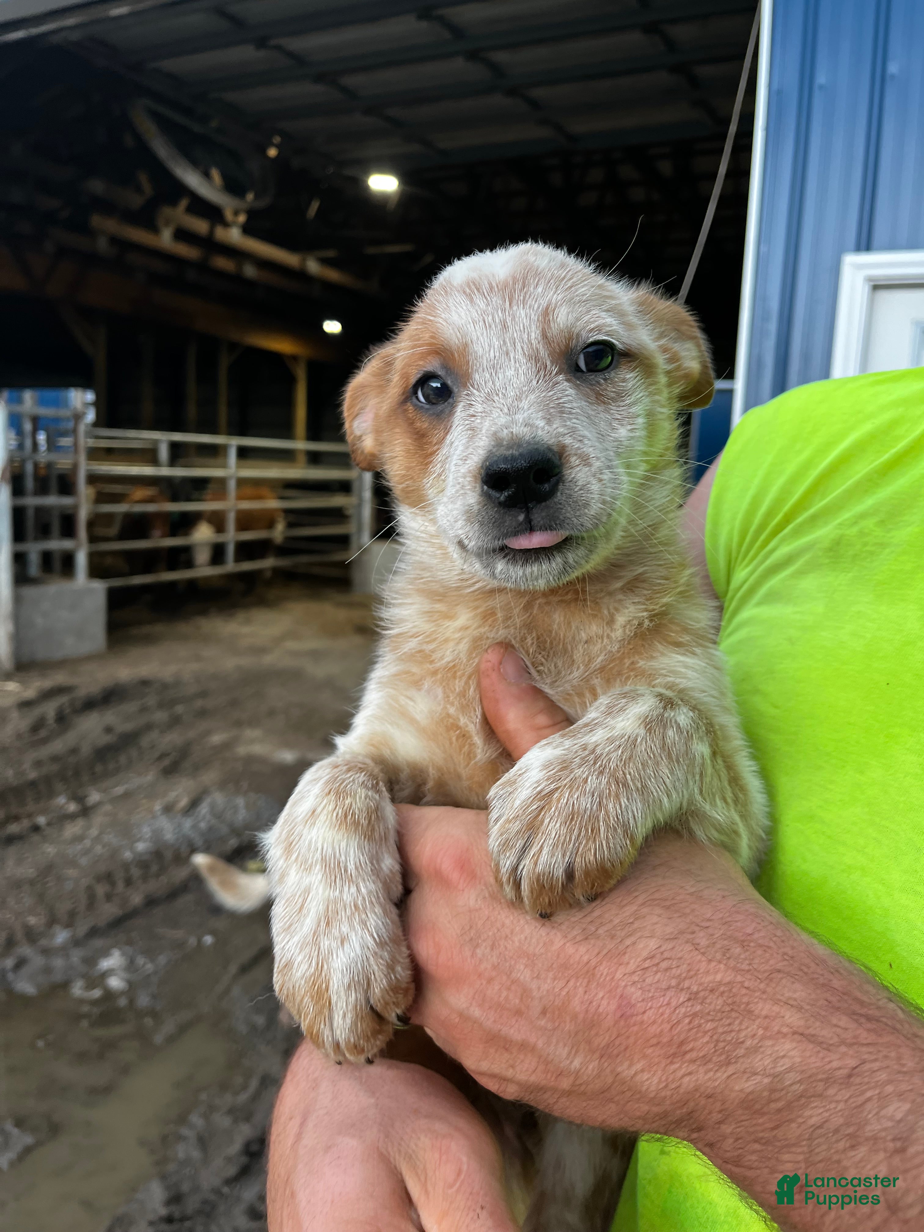 Australian Cattle Dog dogs Reba - Ad 7