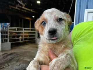 Australian Cattle Dog dogs Reba - Ad 36