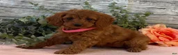 Cavapoo dogs for sale: Eden - Ad 3