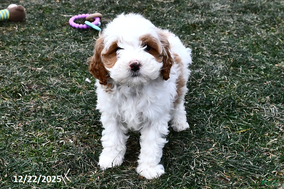 Mini Goldendoodle dogs Sweetie - Ad 9