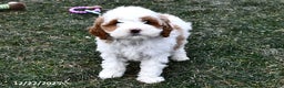 Mini Goldendoodle dogs for sale: Sweetie - Ad 1