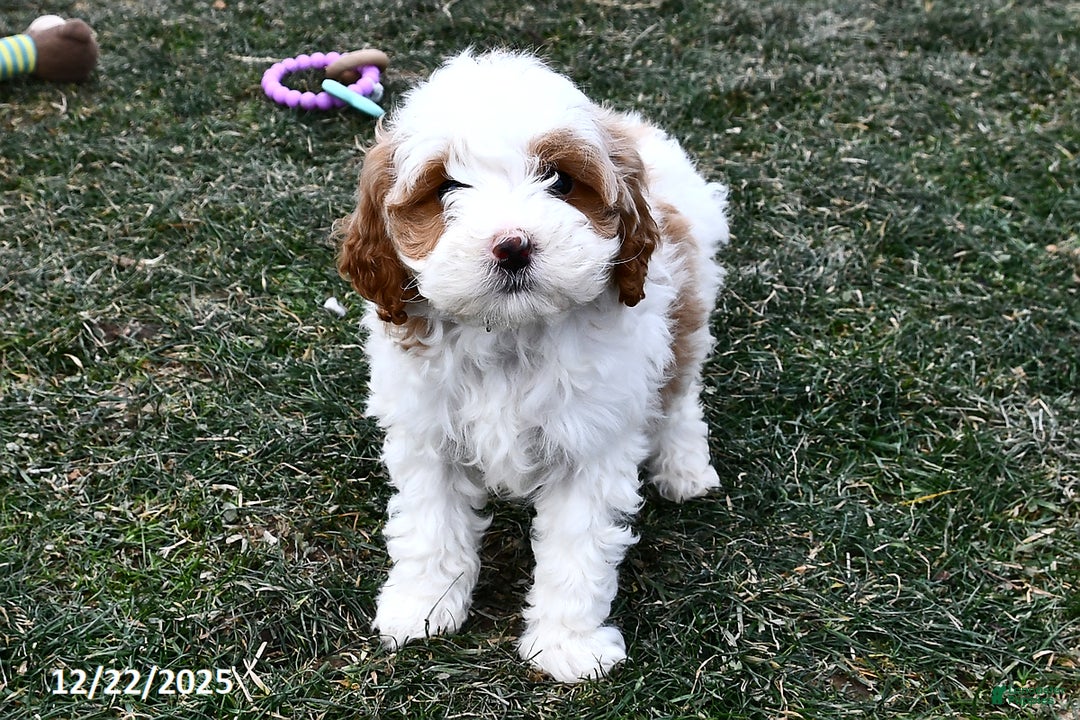 Mini Goldendoodle dogs for sale: Sweetie - Ad 1
