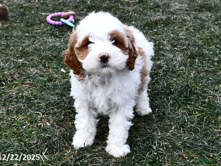 Mini Goldendoodle dogs Sweetie - Ad 9