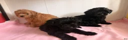 Yorkiepoo dogs for sale: Nami - Ad 2