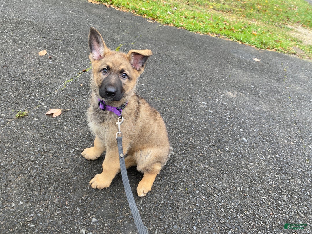 German Shepherd dogs for sale: Heidi - Ad 1