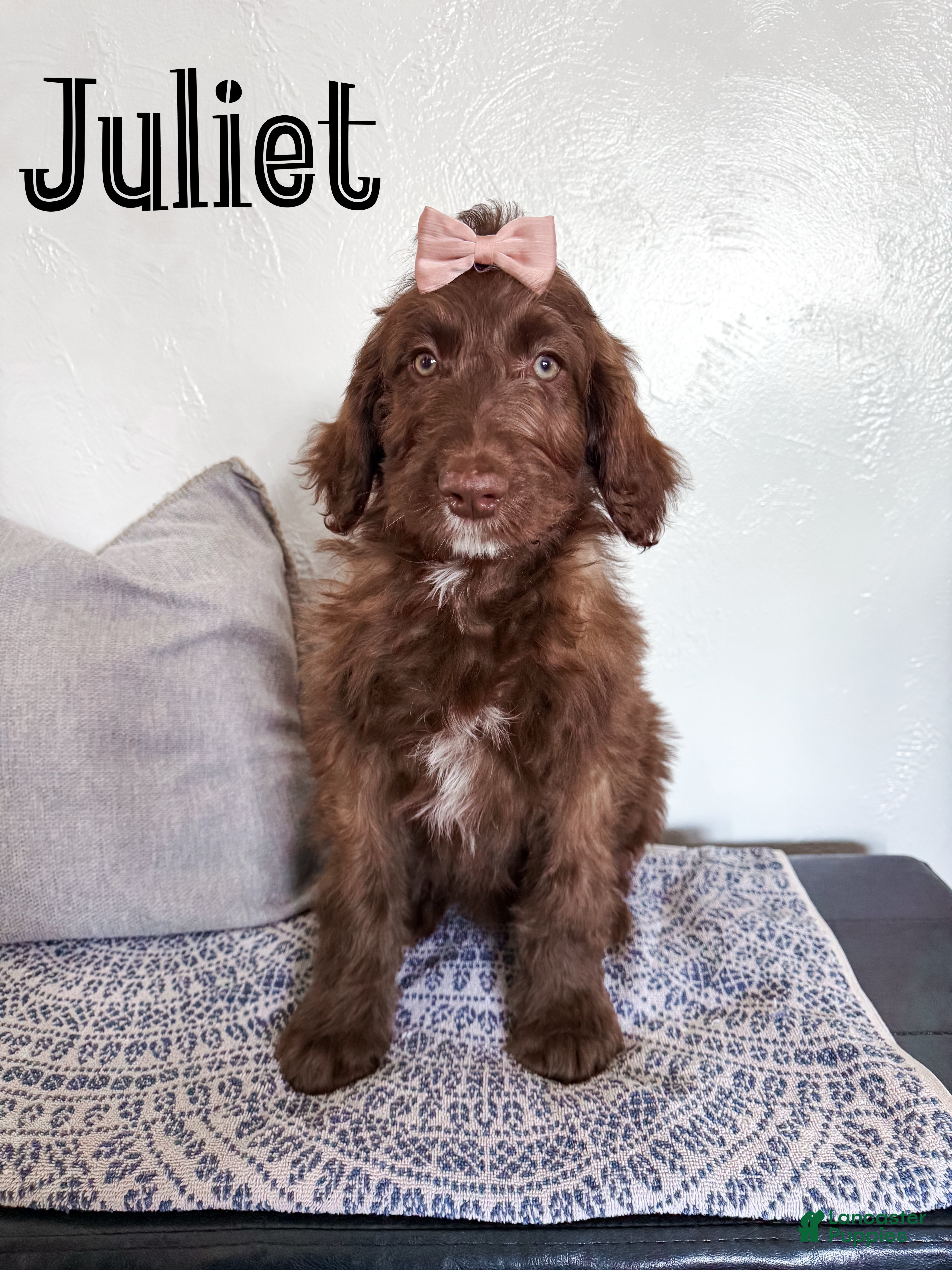 Aussiedoodle dogs Juliet - Ad 20