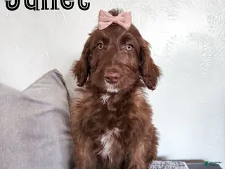 Aussiedoodle dogs Juliet - Ad 20