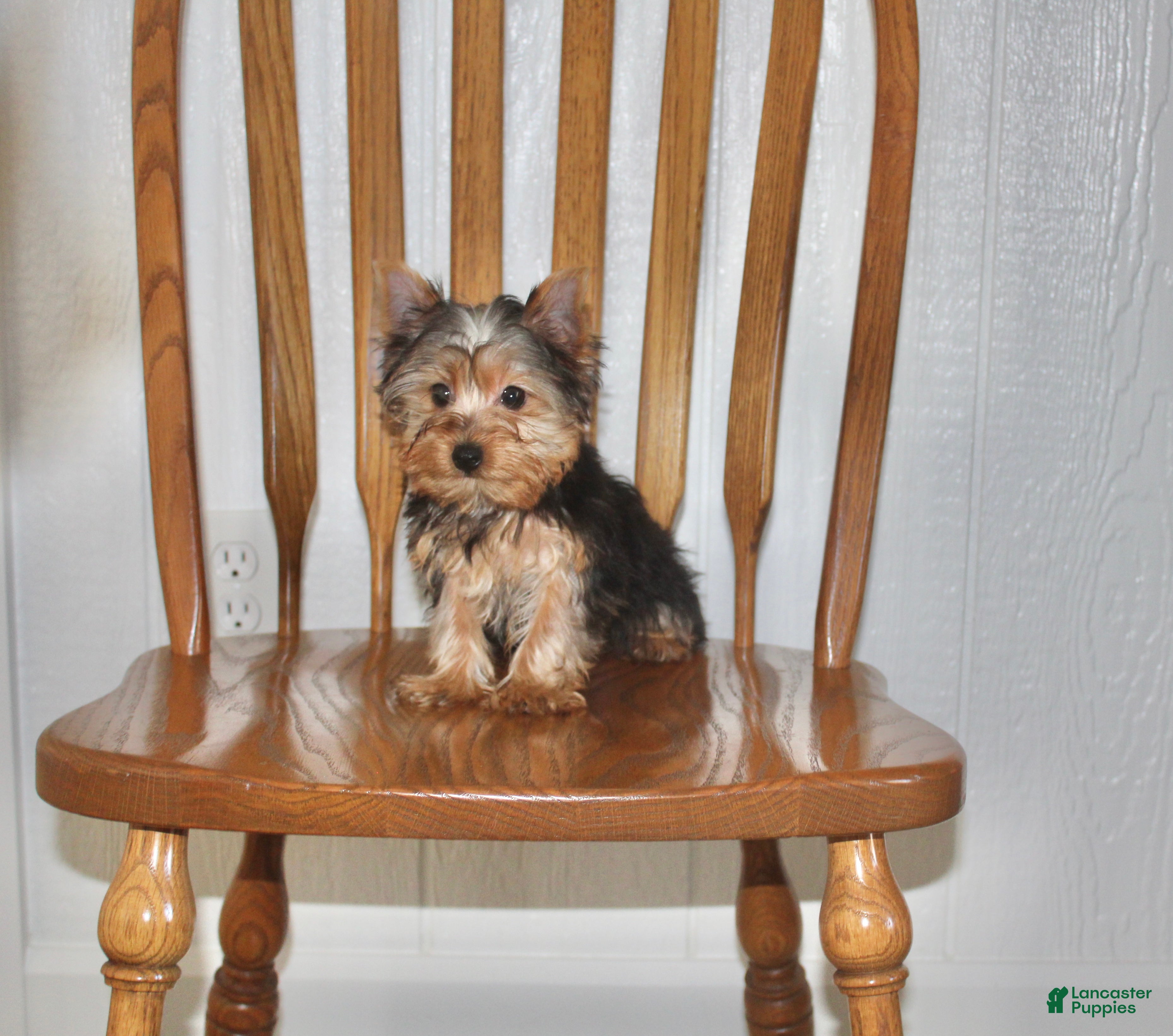 Yorkshire Terrier dogs for sale: Tinker - Ad 1