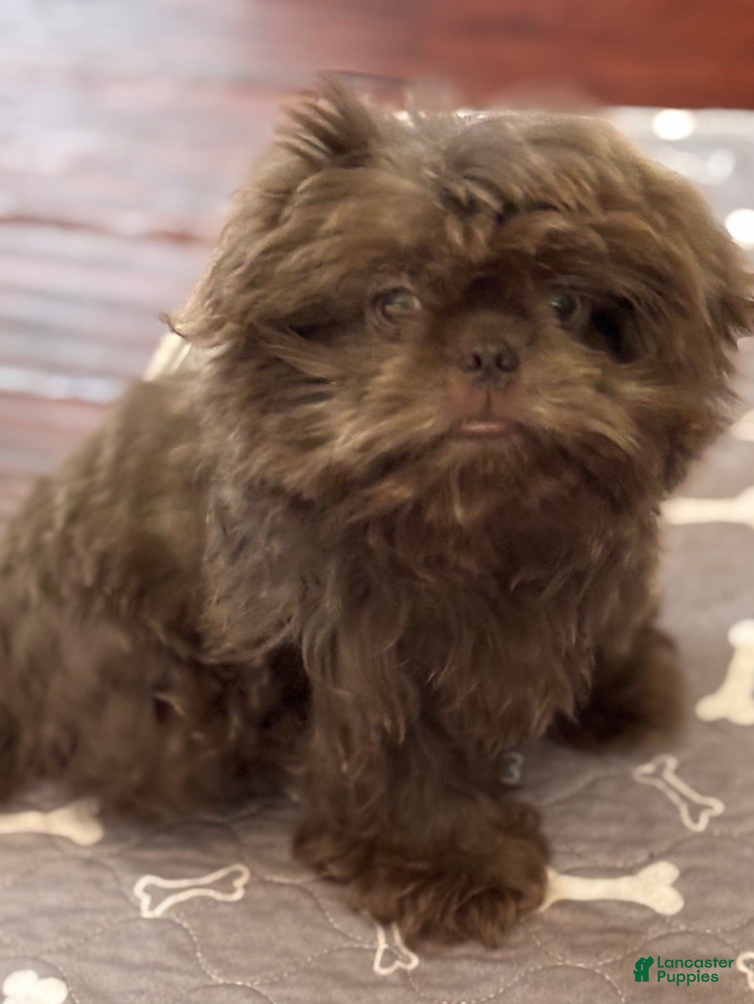 Shih Tzu dogs Archie - Ad 42