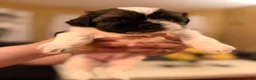 Shih Tzu dogs for sale: Shih Tzu 3 - Ad 7