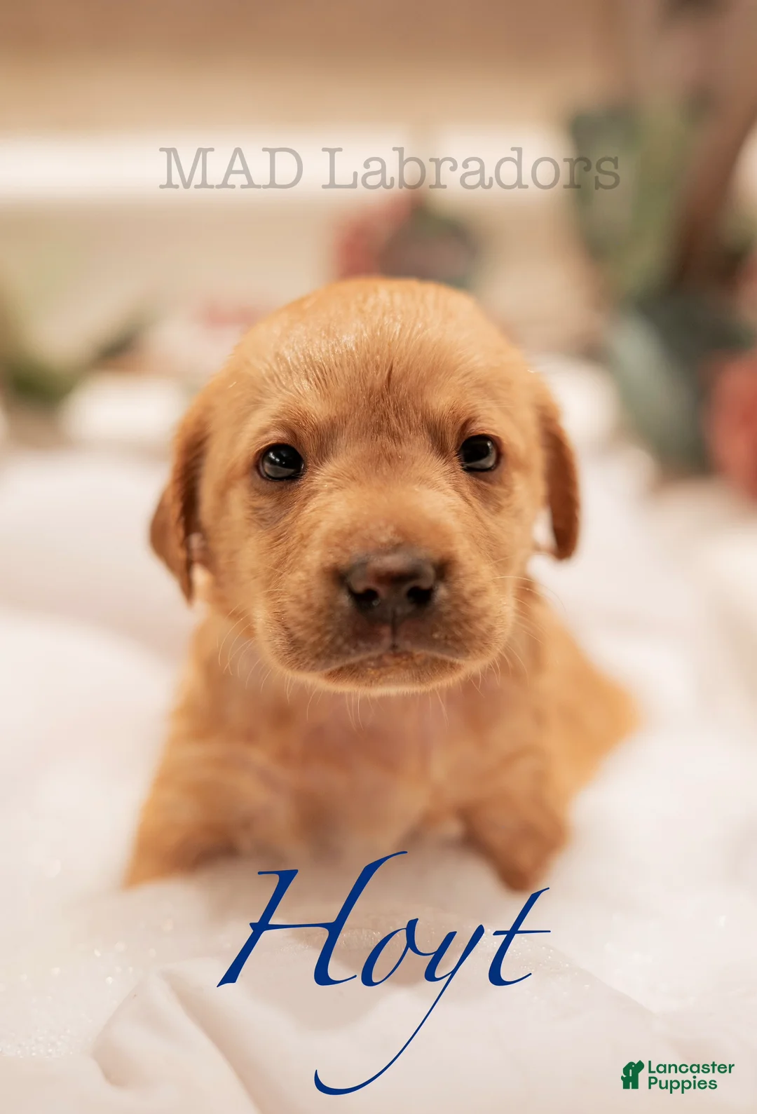 Labrador Retriever dogs for sale: Hoyt - Ad 1