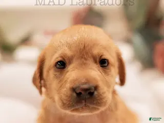 Labrador Retriever dogs Hoyt - Ad 5