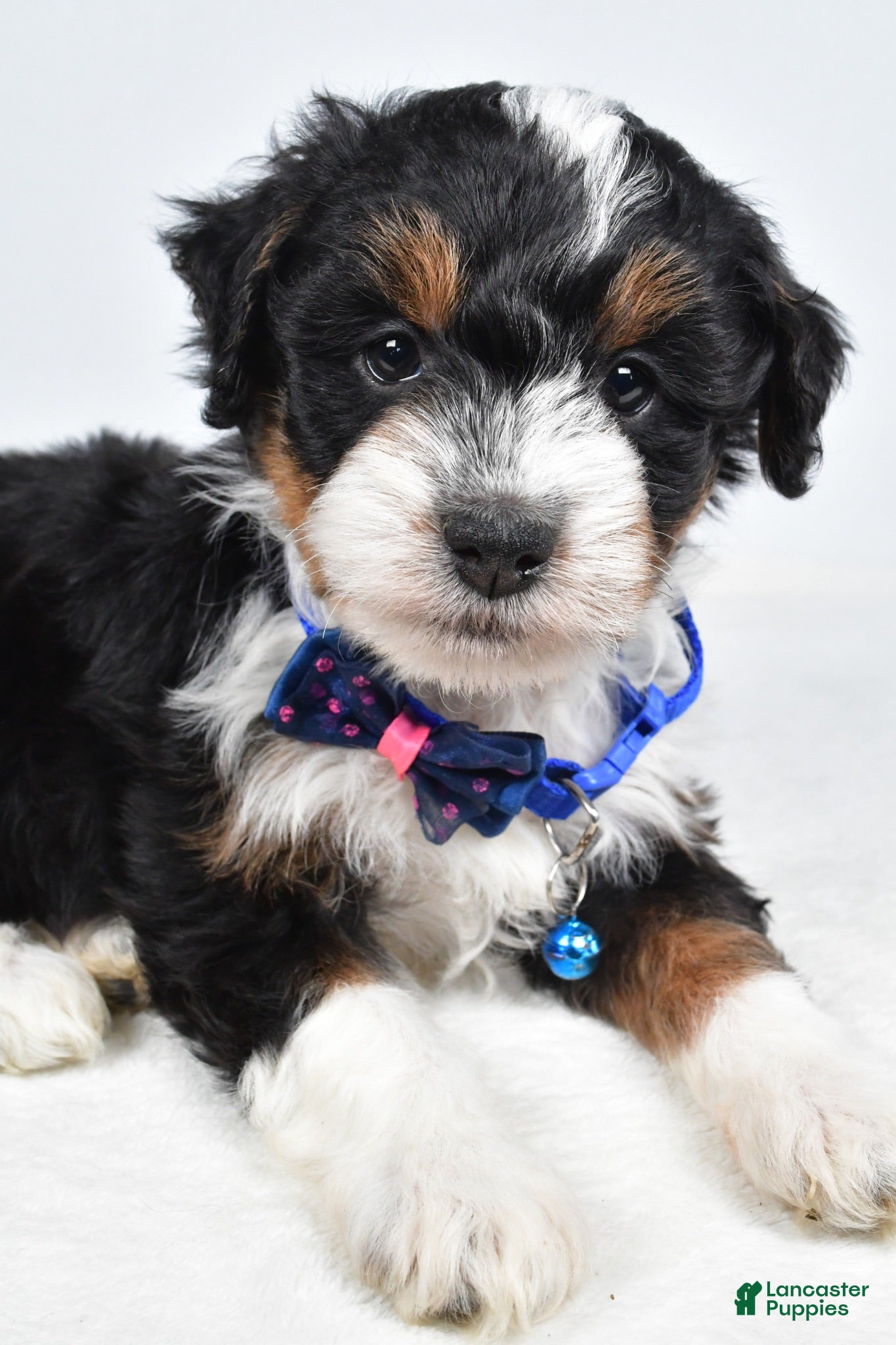 Mini Aussiedoodle dogs Gern - Ad 1