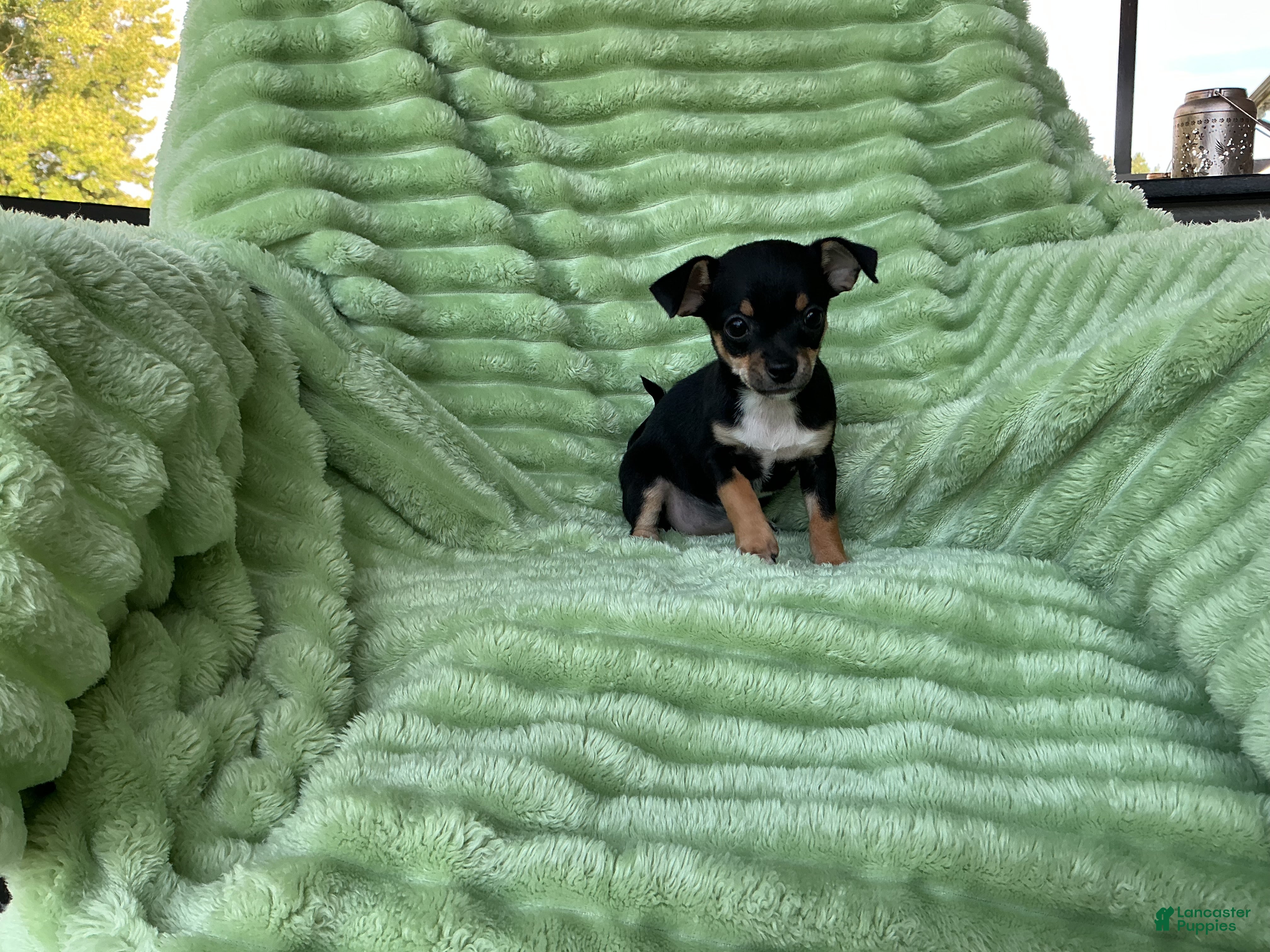 Chihuahua dogs Chihuahua 2 - Ad 1