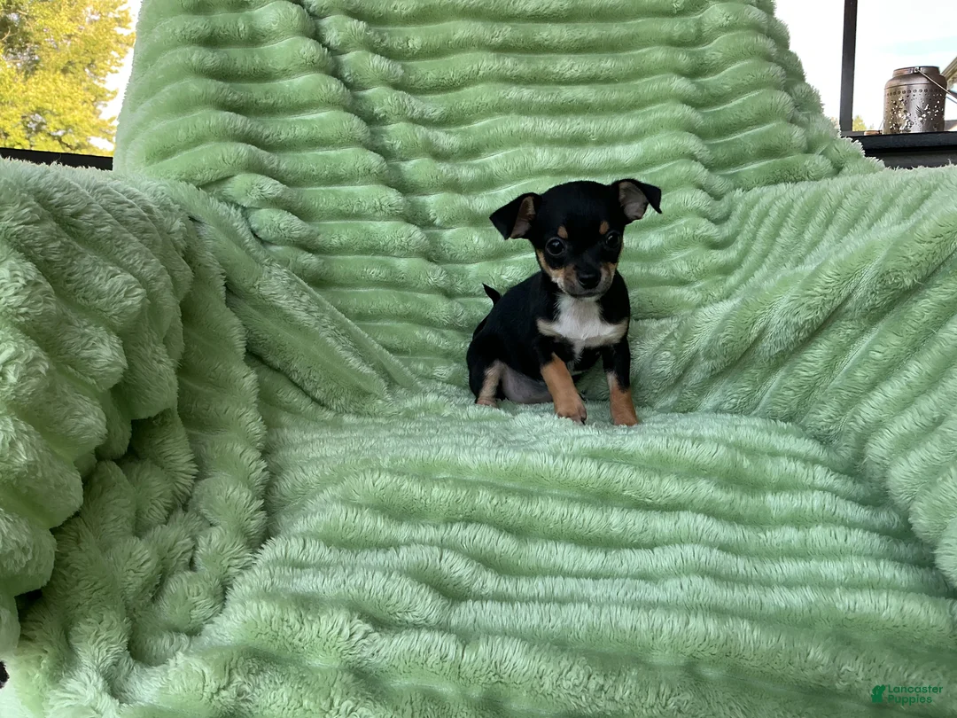 Chihuahua dogs for sale: Chihuahua 2 - Ad 1