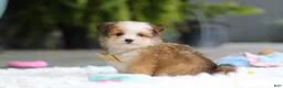 Mixed Breed dogs for sale: Scout  - Ad 7