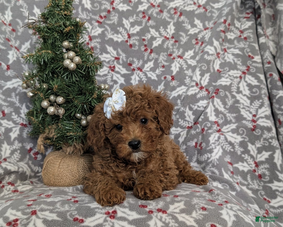 Miniature Poodle dogs for sale: Celene Ready for Christmas - Ad 4
