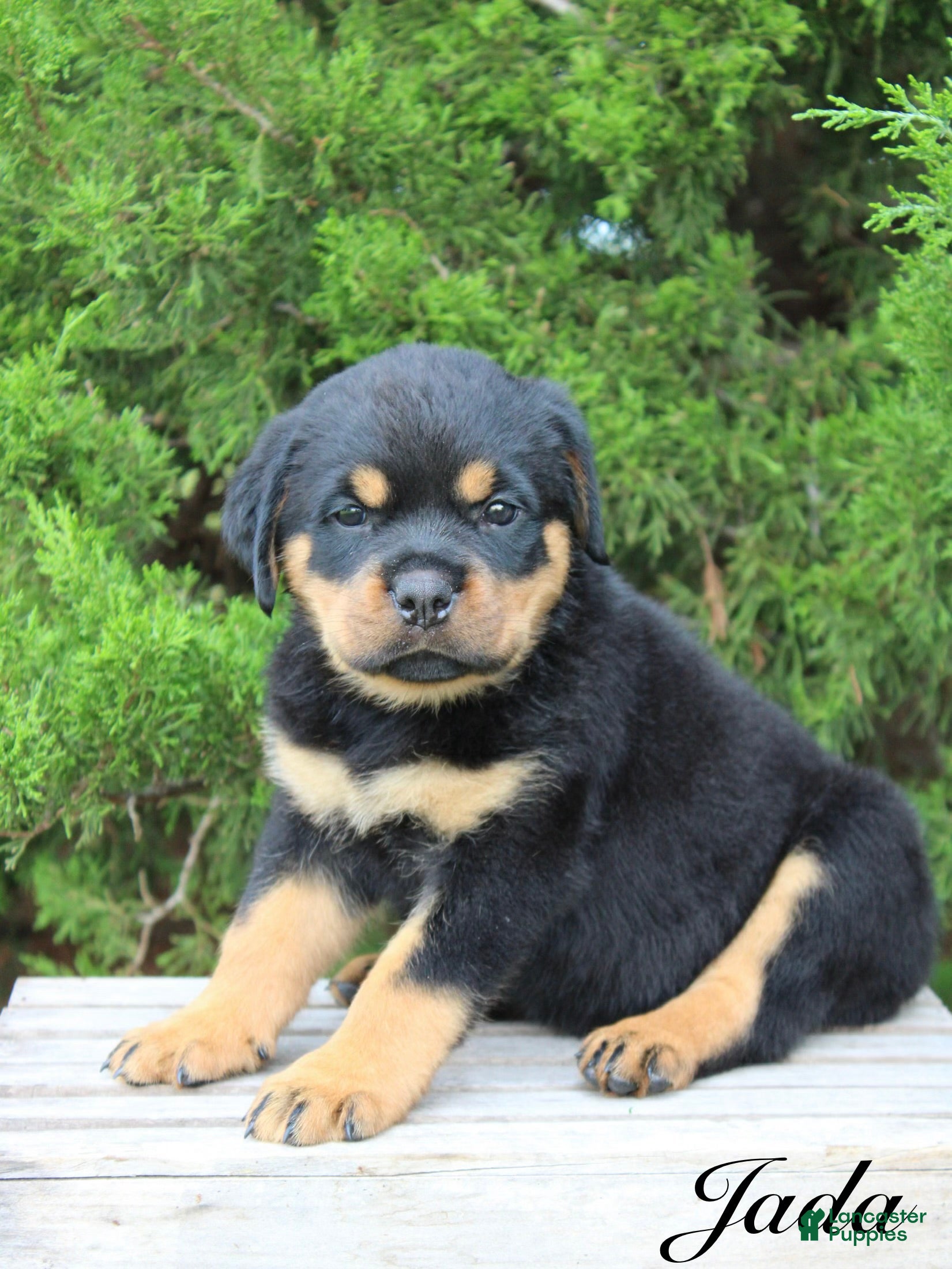 Rottweiler dogs Jada - Ad 1