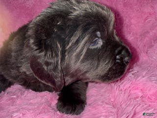 Newfoundland dogs Grey female - Ad 32