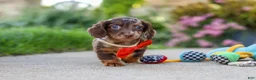 Miniature Dachshund dogs for sale: Benson - Ad 4