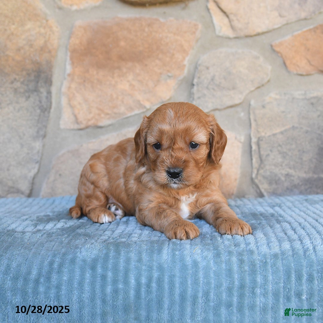Cavapoo dogs for sale: Forest - Ad 10
