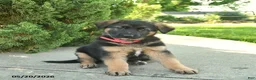 Mixed Breed dogs for sale: Robin  - Ad 4