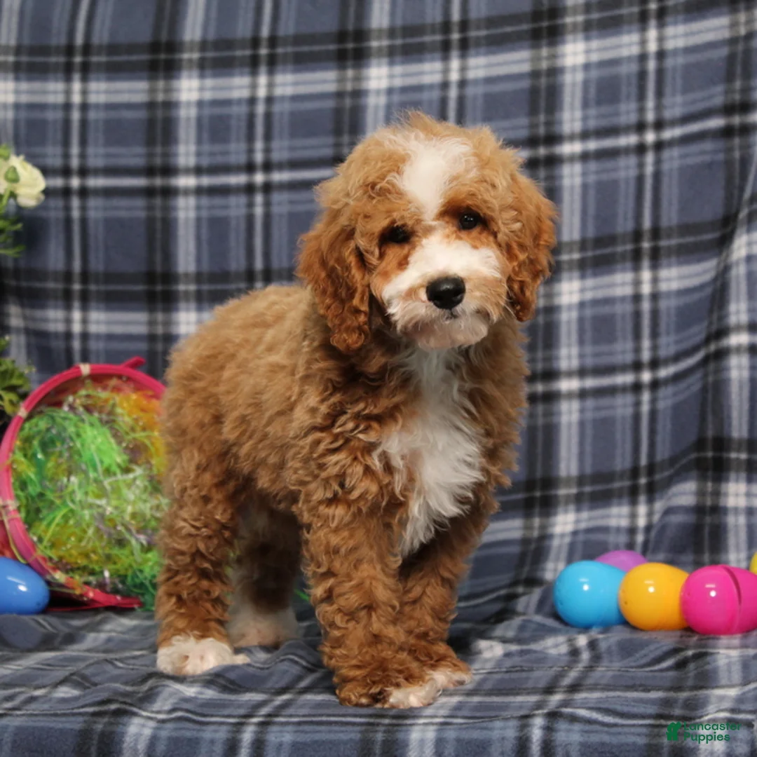 Miniature Poodle dogs for sale: Boomer AKC - Ad 1
