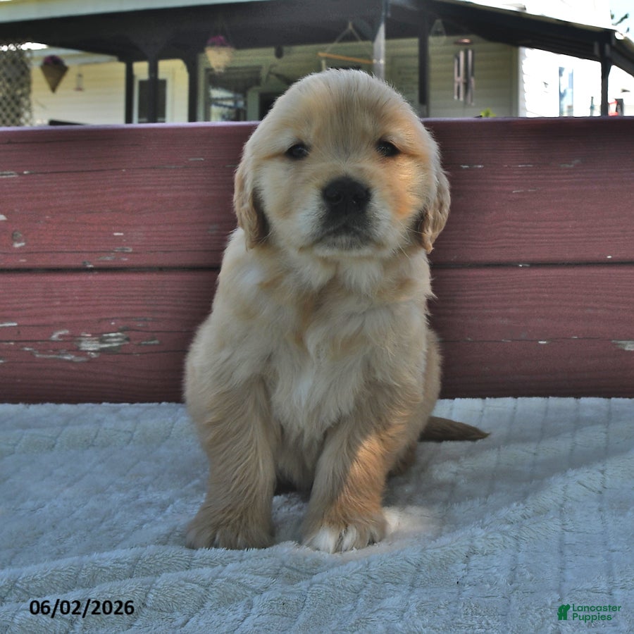 Golden Retriever dogs for sale: Charlie - Ad 4