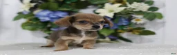Chihuahua dogs for sale: Asher - Ad 3