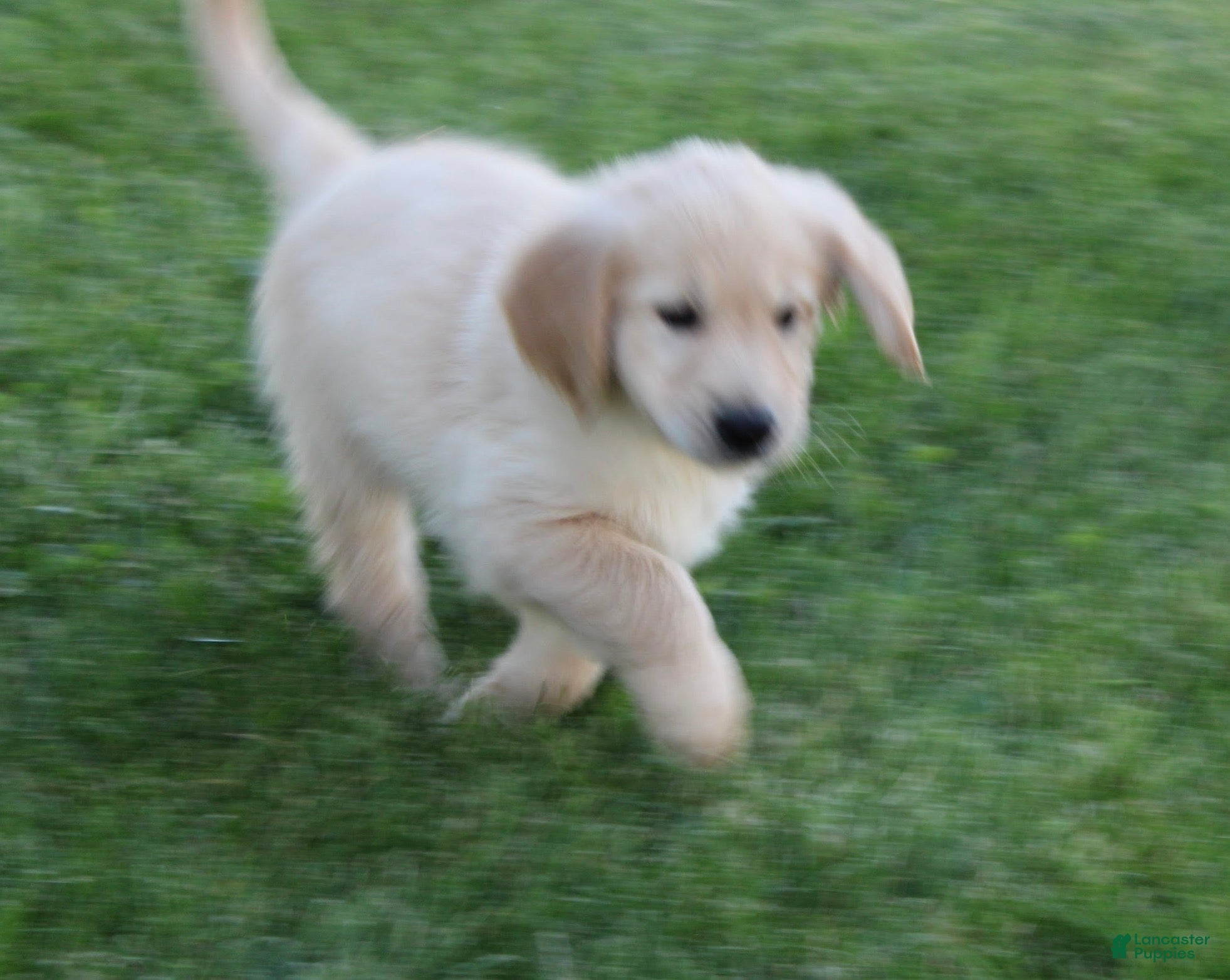 Golden Retriever dogs for sale: Sammy Golden Retriever Puppy  - Ad 3