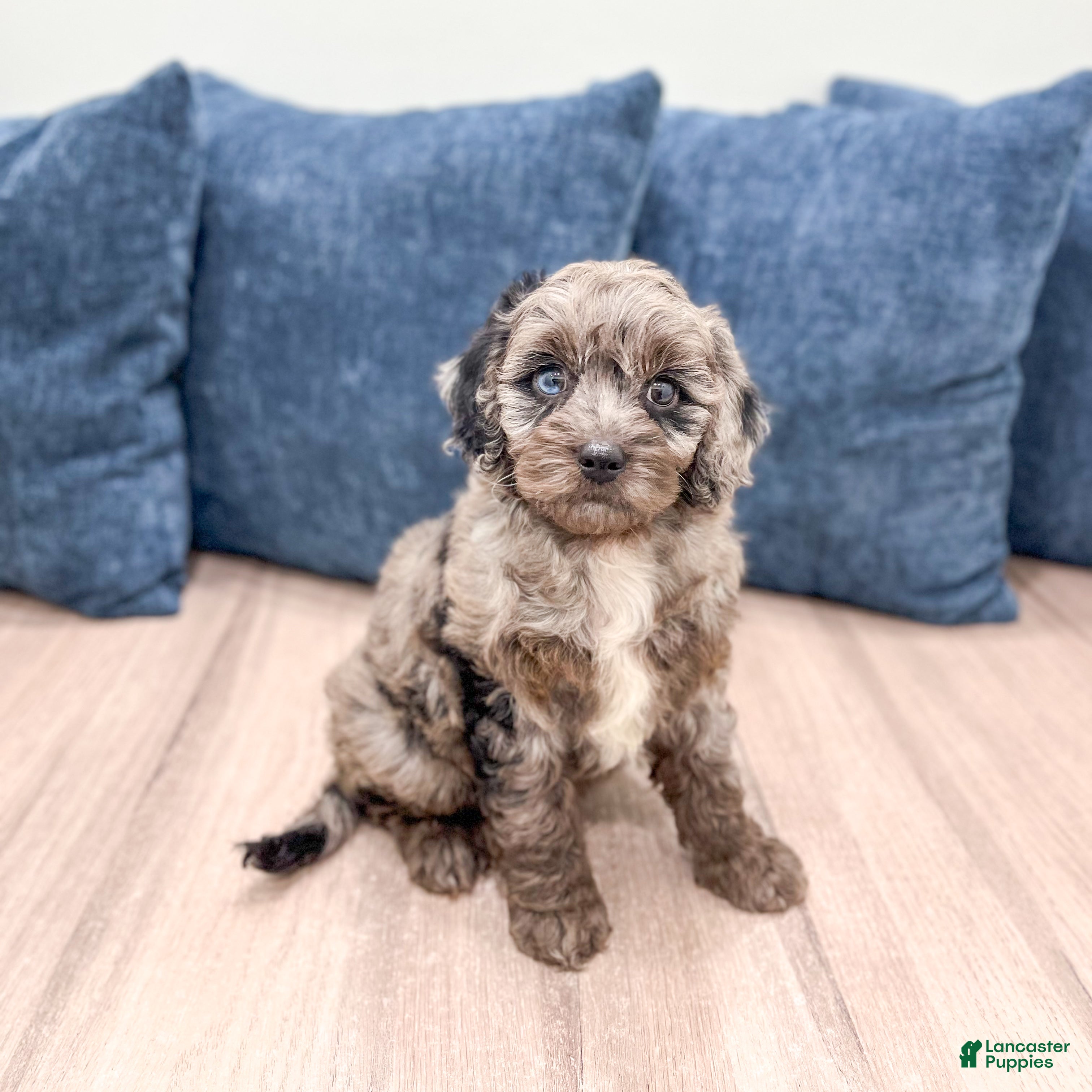 Miniature Poodle dogs Griffin - Ad 2